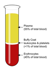 components of blood