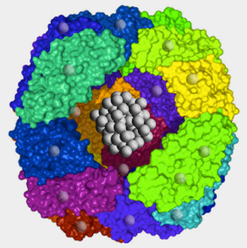 ferritin and hemosiderin MRI - Questions and Answers in MRI