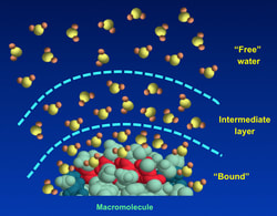 NMR relaxation, macromolecules, magnetization transfer