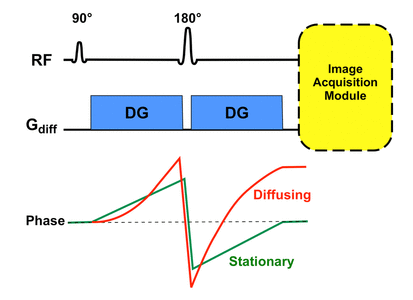DW Imaging: Stejskal and Tanner method