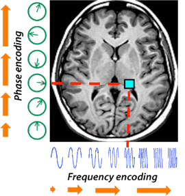 Phase and frequency encoding MR signal