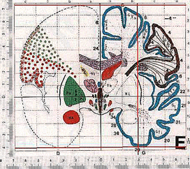 Talaraich atlas