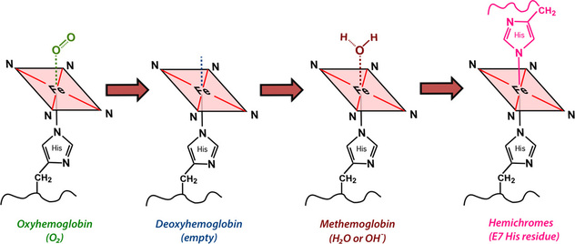 evolution of hemoglobin