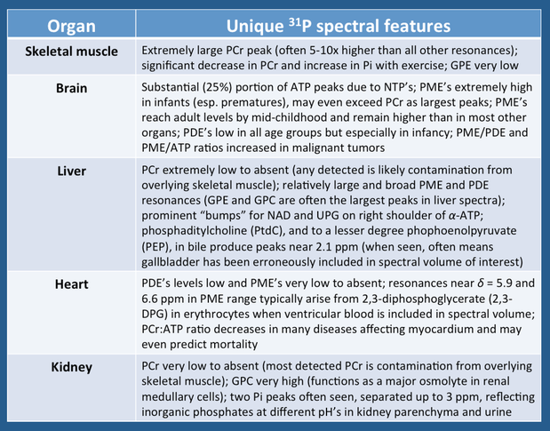 31P spectra in different organs